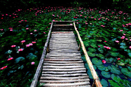 踱步花間，邂逅美麗